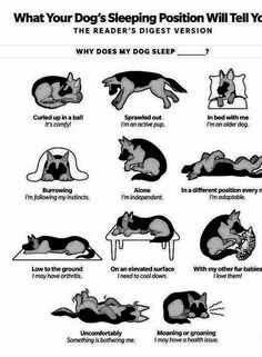 an image of a dog sleeping position chart