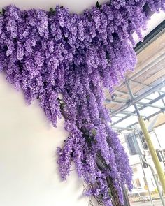 purple flowers growing on the side of a building