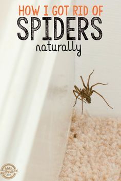 a spider crawling on the side of a wall with text overlay that reads how i got rid of spiders naturally