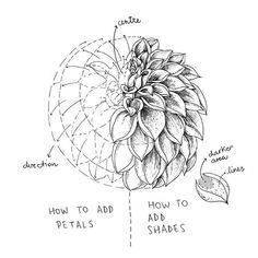 a drawing of an artichoke with the words how to add petals and leaves