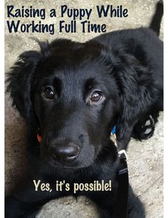 a black dog laying on top of a carpet next to a sign that says raising a puppy while working full time yes, it's possible