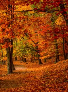 an autumn scene with trees and leaves on the ground