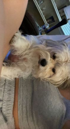 a small white dog standing on top of a person's leg