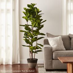 a living room with a couch, coffee table and potted plant