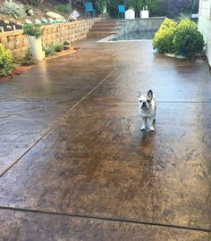 a small white dog standing on top of a patio