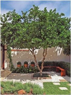 a small tree sitting in the middle of a courtyard