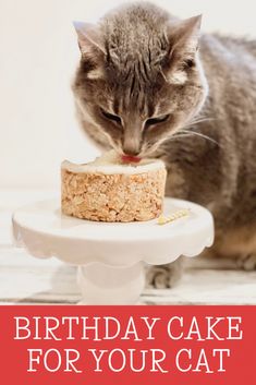 Birthday Cake For Your Cat ~ 4 simple ingredients are all you needed for a plant-based treat filled with your cat's favorite meaty flavors! Cake Recipe For Cats, Nursing Cake, Whiskey Cake, Cat Cupcakes, London Cake, Cooking Sweet Potatoes, Cat Ideas