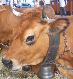 two brown cows with horns and bells on their heads