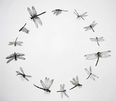 a group of dragonflies flying in a circle