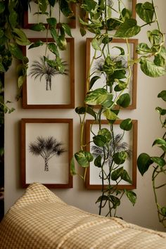 some plants are hanging on the wall next to pictures and a bed with a checkered pillow