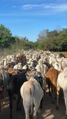 Farm Vision Board, Emakhaya Aesthetic, Rancho Aesthetic, Farming Aesthetic, Foto Cowgirl, Cattle Farm, Africa Photography, Farm Lifestyle