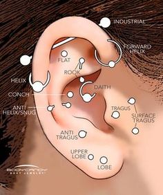 an ear is shown with different types of piercings on the top and bottom of it