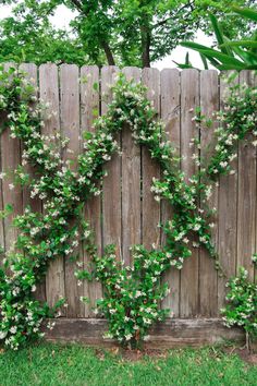 the vines are growing on the wooden fence