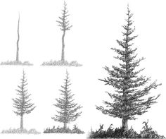 four different types of pine trees on a white background