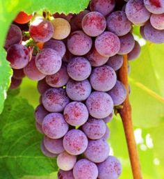 the grapes are ready to be picked from the vine