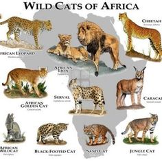 the wild cats of africa are depicted in this poster, which includes different types of animals