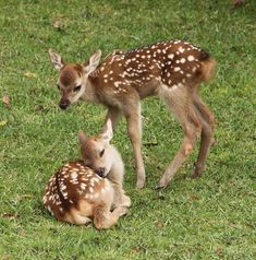 two baby deers are sitting in the grass