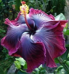 a large purple flower with green leaves in the foreground and trees in the background