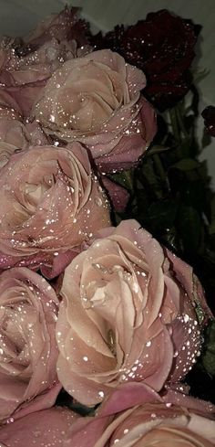 some pink roses with water droplets on them