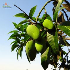 some green fruit hanging from a tree with blue sky in the backgrounnd