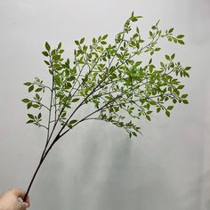 a hand holding a branch with green leaves