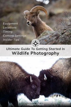 two goats standing next to each other on top of a hill with the words wildlife guide written