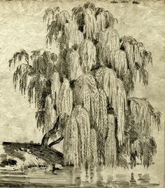 an ink drawing of a weeping willow tree by the water's edge, with its branches hanging down