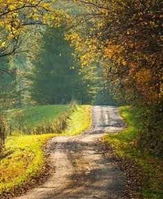 a dirt road surrounded by trees with yellow leaves on the ground and grass in the foreground