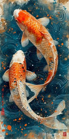 two orange and white koi fish swimming in water with splashes on the surface