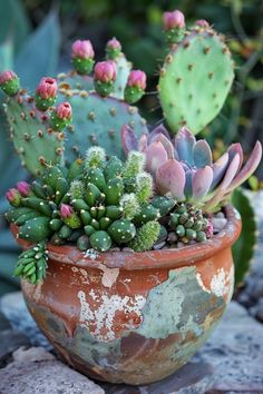 a potted plant with green and pink flowers in it's center sits on rocks