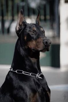 a black and brown dog with a chain around it's neck sitting on the ground