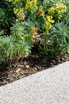 a bird is sitting on the ground in front of some flowers and plants with green leaves