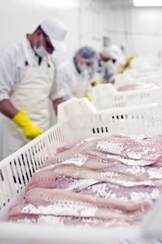 workers in the kitchen preparing raw fish for cooking stock images, stock photos & royalty pictures