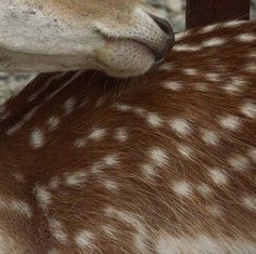 the baby deer is nursing from its mother