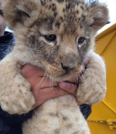 a person holding a baby cheetah cub in their arms and looking at the camera