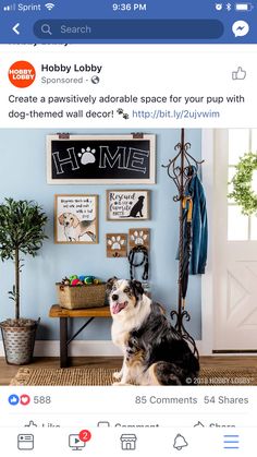 a dog sitting on the floor in front of a blue wall with pictures and signs