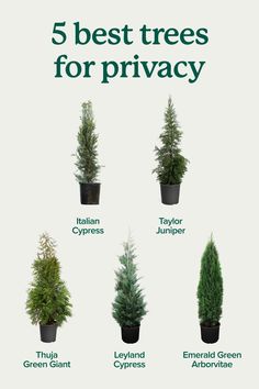 the five best trees for privacy are shown in different pots, with text overlaying them