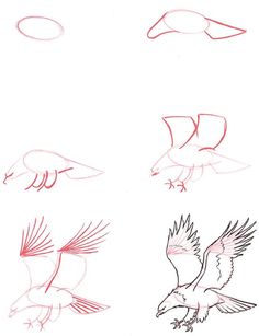 four different types of birds are shown in this drawing lesson, including one bird with wings and