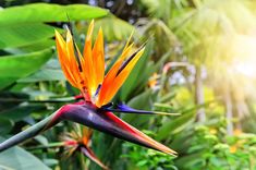 an orange and blue bird of paradise flower with green leaves in the backgroud