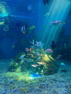 an aquarium filled with lots of different types of fish