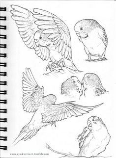 four different kinds of birds are shown in this drawing