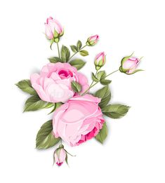 pink roses with green leaves on white background