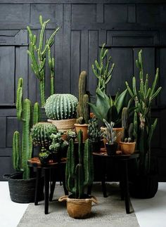 many different types of cactus in pots on a table next to a black wooden wall