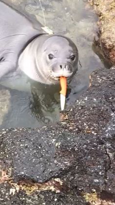 a baby seal with a carrot in its mouth