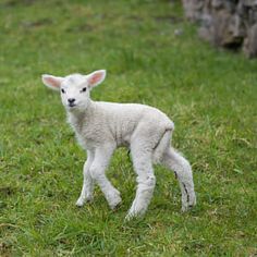 a small lamb standing on top of a lush green field