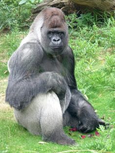 a gorilla sitting in the grass with its hands on it's back and legs crossed