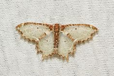 the underside of a moth on a white fabric textured surface with small dots in it's wings