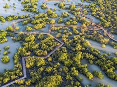 an aerial view of trees and roads flooded with water in the middle of it, surrounded by flood waters