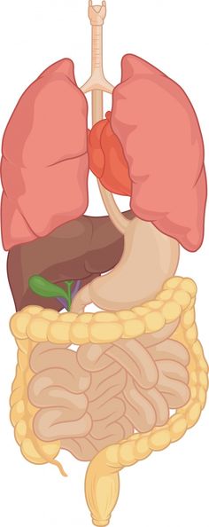 an image of the anatomy of the human body, including the livers and stomach