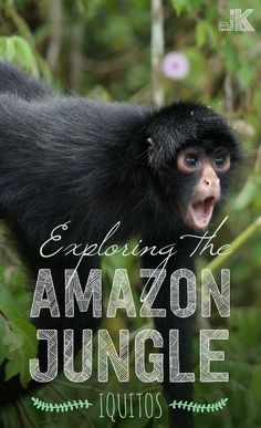 a monkey with its mouth open and the words exploring the amazon jungle